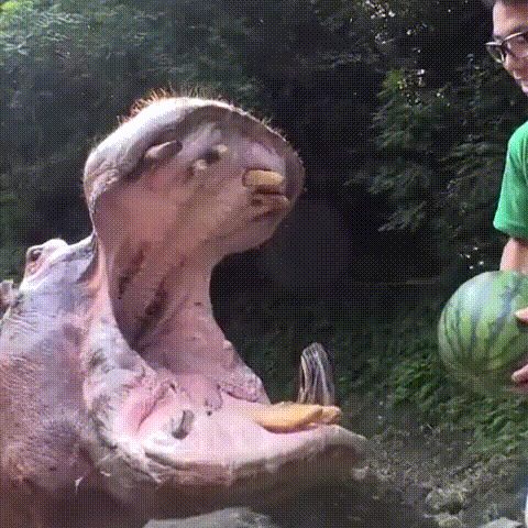 Animated image of a hippopotamus crunching up an entire watermelon in its massive jaws.