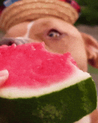 Animated image of a brown dog wearing a straw hat and eating watermelon.
