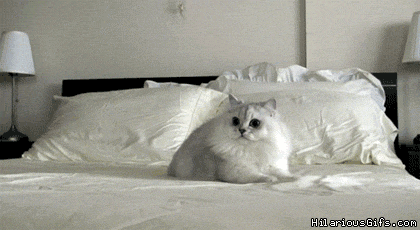 Animated image of a white cat scurrying back and forth on a bed with white sheets and pillows.