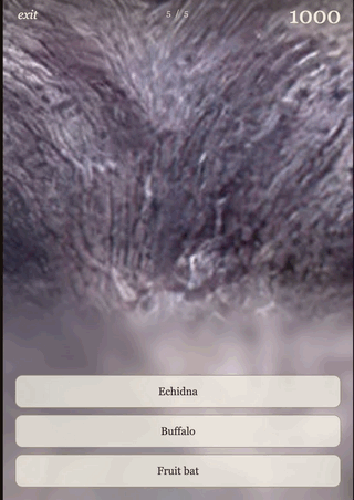 An animated gif that shows a closeup of an animal, so close you can't figure out at first what it is. It's just a grey, wrinkled surface. Beneath are three buttons labelled "echidna", "buffalo", and "fruit bat". As it slowly zooms out two black eyes appear, and you can see that it's the head of a buffalo, facing you
