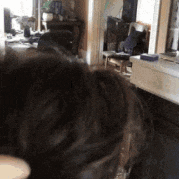 Gif mostra gato com peruca igual ao cabelo (ou peruca?) do Javier Milei