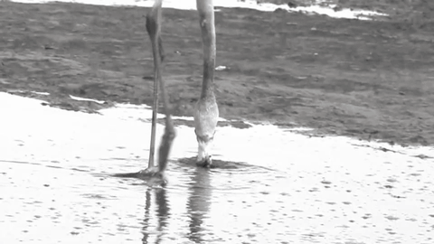 A greater flamingo filter feeding in Walvis Bay, Namibia. From Wikipedia.