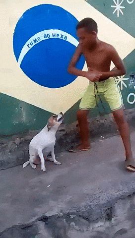 Gif mostra um menino e um cachorro, ambos dançando em frente a uma parede que exibe uma pintura da bandeira do Brasil com a frase: "Rumo ao Hexa" onde estaria escrito "Ordem e Progresso"