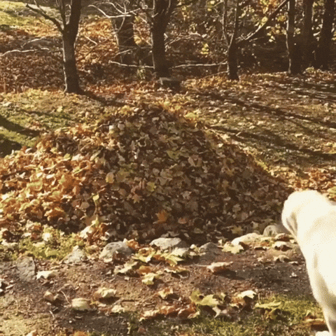 Animated slow-motion image of a dog leaping into a pile of autumn leaves.